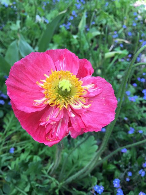 Flower Poppy Bed Free Photo On Pixabay Pixabay