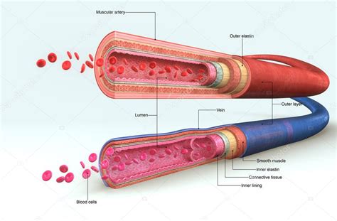 ilustración de los vasos sanguíneos 2023