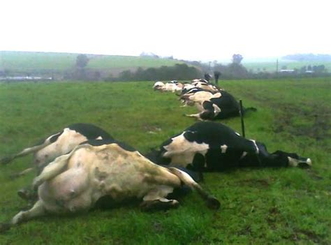 Raio Mata 21 Vacas Em Lagoa Dos Três Cantos Zh