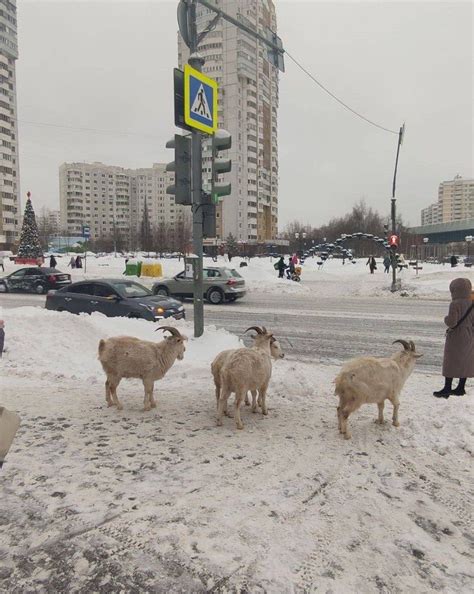 🐐Козы в Бутово соблюдают ПДД | Москва с огоньком | Новости Москвы