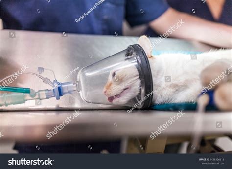 Cat Sedation Mask Before Entering Surgery Stock Photo 1438396313