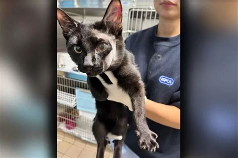 Kitten Found With Horrific Injuries Had Been Beaten And Tortured With