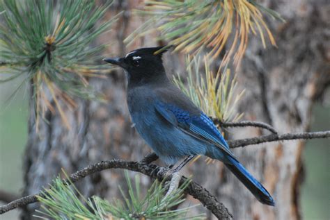 Stellers Jay Colorado Springs Co Colorado Springs Blue Jay Birds