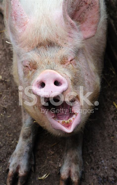 Foto De Stock Cerdo Riendo Y Mirando A C Mara Libre De Derechos