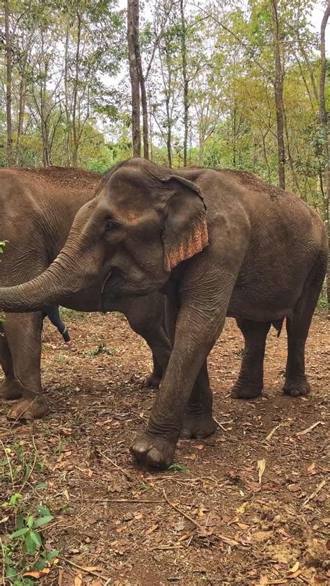 Elephants in Cambodia 🇰🇭