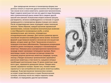 Трихинелла (Trichinella spiralis) - online presentation