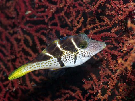 Cosa Sono Le Barriere Coralline E Perch Sono Importanti Per La Vita