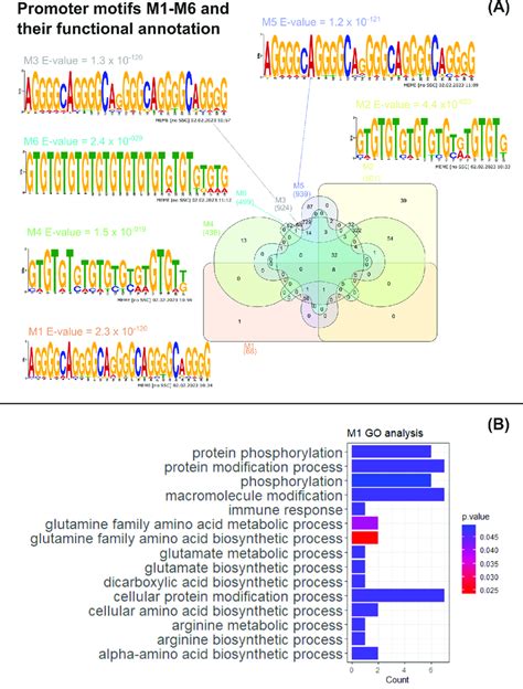 Mast Motif Analysis And Functional Analysis Of Mast Gene Clusters A