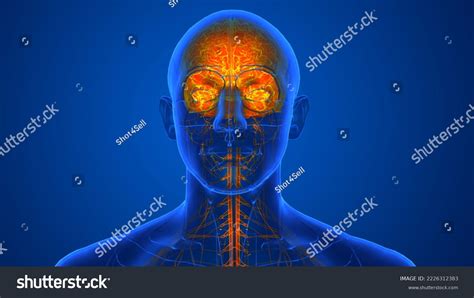 Human Skull Brain Anatomy 3d Illustration Stock Illustration 2226312383 ...