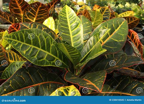 Bright Yellow And Green Leaves On A Croton Plant Stock Image Image Of