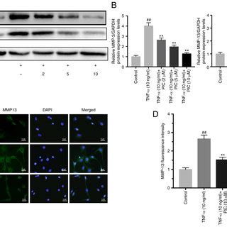 Pic downregulates the TnF α induced upregulation of MMP expression in