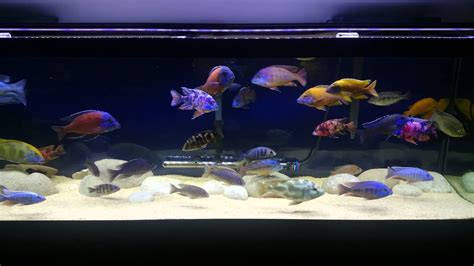 Cichlid Aquarium Led Lighting