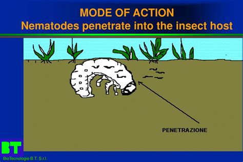 Ppt Entomopathogenic Nematodes In Biological Control Reality And