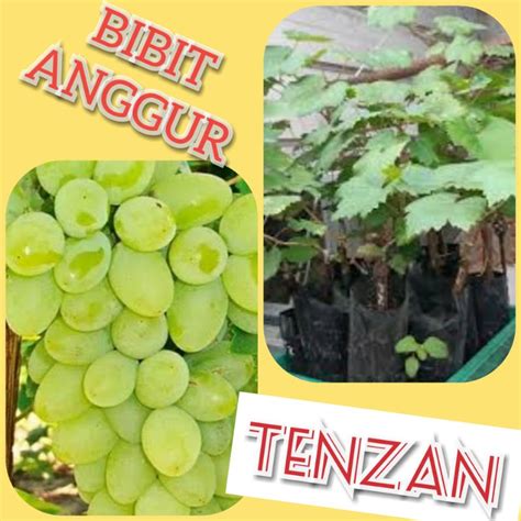 Jual Bibit Anggur Import Tenzan Shopee Indonesia