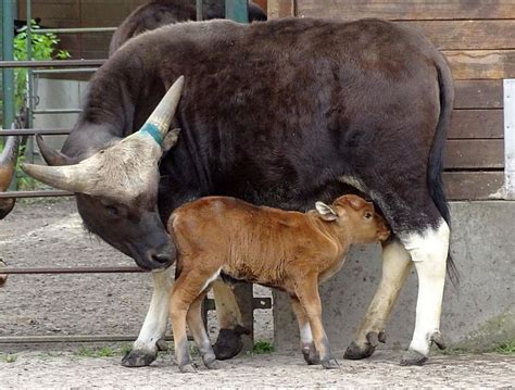 Weiterer Gayal Im Tierpark Berlin Zur Welt Gekommen Freunde