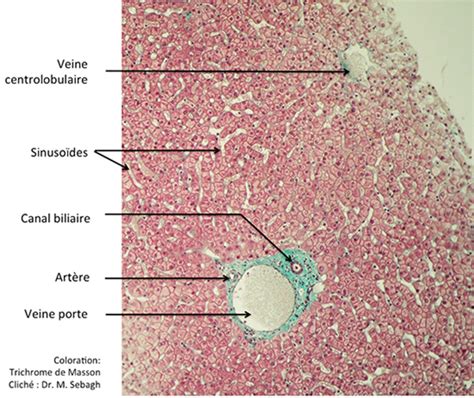 Le Foie et les Voies biliaires Anatomie Centre Hépato Biliaire Paul