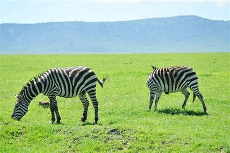 5 Day Ngorongoro Crater And Lake Manyara Safari From Arusha