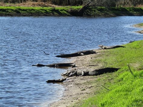 Manasota Key Outdoor Activities Ways To Explore Land And Water