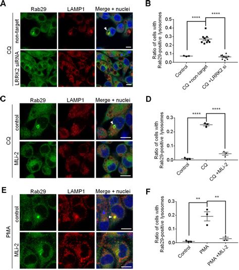 Mouse Macrophage Like Cell Line Raw264 7 ATCC Bioz