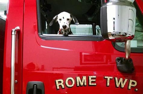 How The Dalmatian Became The Worlds Favorite Fire Dog Barkpost