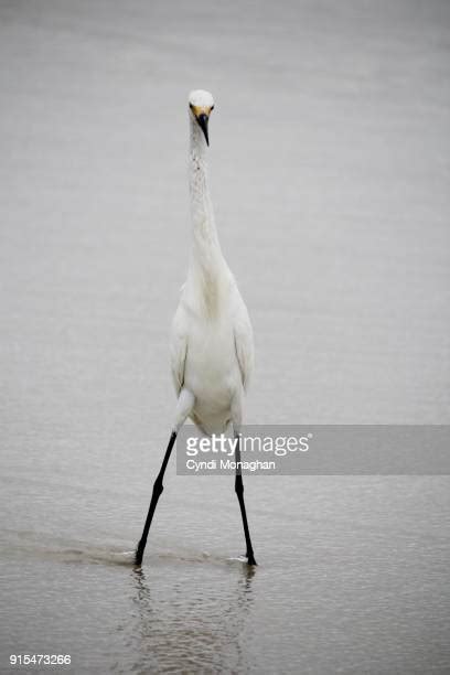 179 Funny Egret Stock Photos High Res Pictures And Images Getty Images