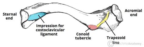 Bones Of The Upper Limb Teachmeanatomy