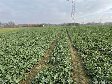 Crocant - zdjęcie, fotka, foto numer: 821970 - Galeria rolnicza agrofoto