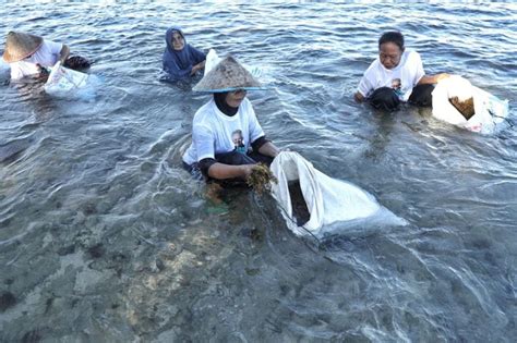 Nelayan Pesisir Edukasi Budi Daya Rumput Laut Di Pesisir Barat