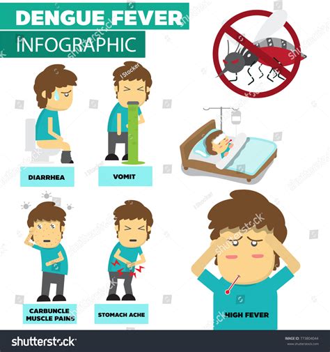 Dengue Fever Vector Infographicvirus Mosquitos Symptoms Stock Vector Royalty Free 773804044