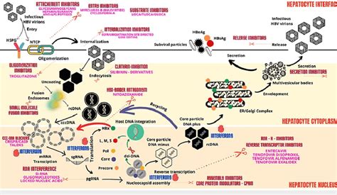 Hepatitis B Life Cycle