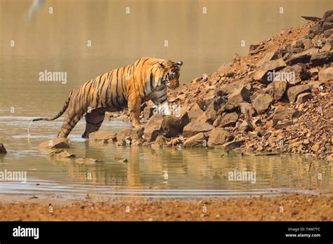 Adult Male Bengal Tiger Panthera Tigris Tigris In Tadoba Andhari