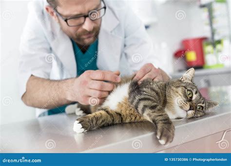 Doctor Examining Fur Of Cat On Table In Veterinary Clinic Stock Photo