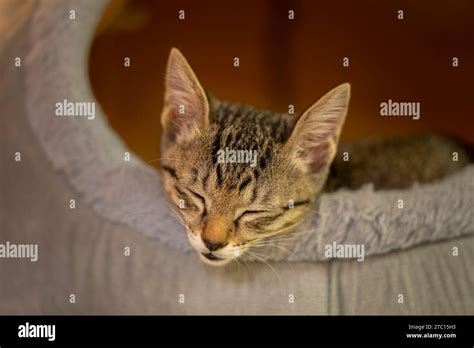 Cat Sleeping In The Basket Stock Photo Alamy