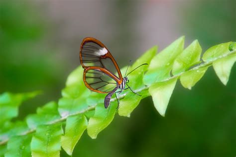 Costa Rican Clearwing Butterflies In Bloom At Dow Gardens Flickr