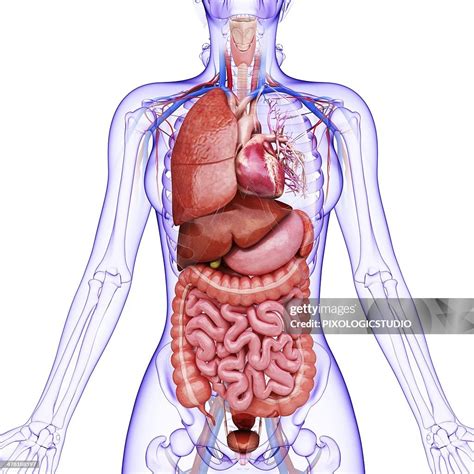 Human Internal Organs Artwork High Res Vector Graphic Getty Images