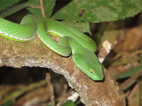 Vogel S Pit Viper Trimeresurus Vogeli Wallpapers Wallpaper Cave