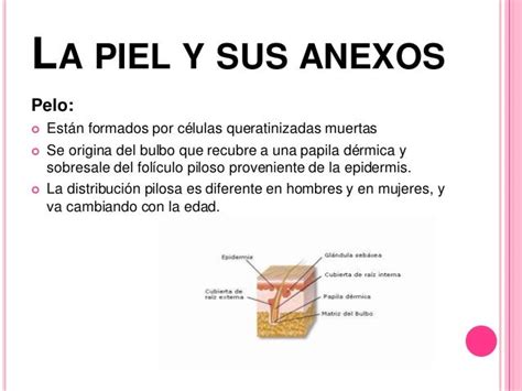 La Piel Y Sus Anexos