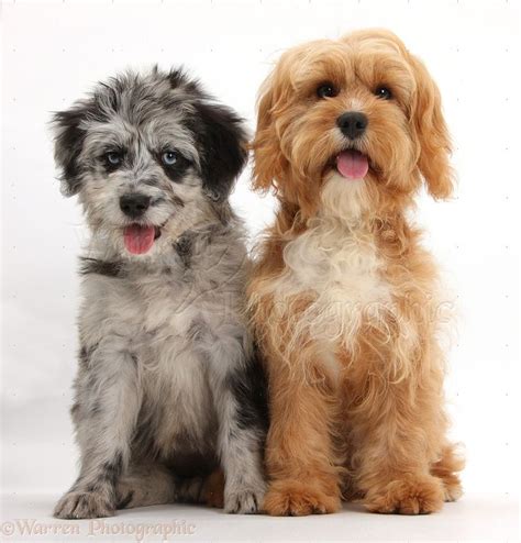 Adorable Blue Merle Cadoodle And Cavapoo Puppies