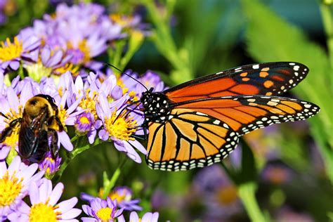 Free Images Nature Flower Daisy Wildlife Orange Pollen Insect