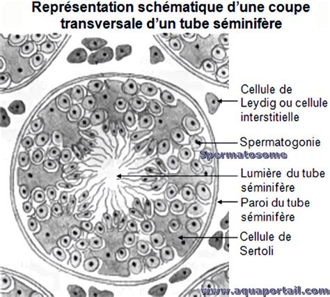 Spermatosome Définition Et Explications