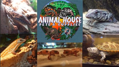 Reptile Room Tour From Animal House Pets And Supplies More Then 200