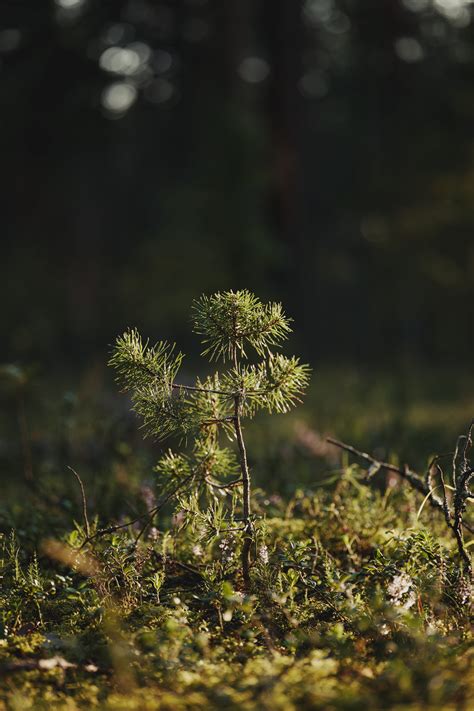 Evergreen Forest Photos, Download The BEST Free Evergreen Forest Stock ...