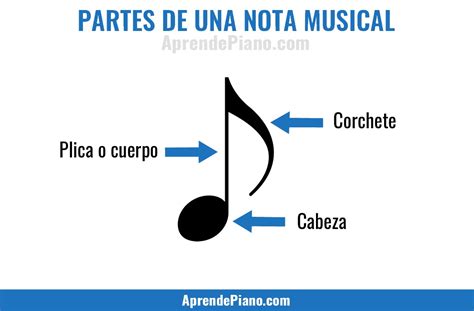 Partes De Las Figuras Musicales C Mo Leer Las Notas Musicales Porn