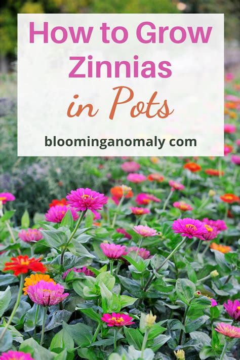 How To Grow Zinnias Easily Artofit