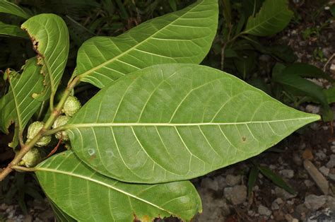 Ficus Septica Moraceae Image At Phytoimages Siu Edu