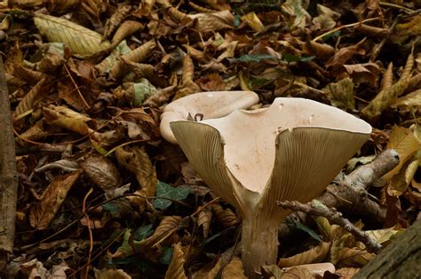 Champignon Champignons Automne Les Photo Gratuite Sur Pixabay Pixabay