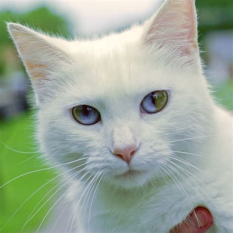 Gatos con ojos de diferentes colores | Mundo Gatos