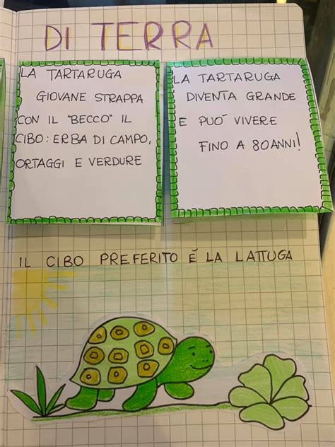 Lapbook La Tartaruga Di Terra Maestra Giuditta