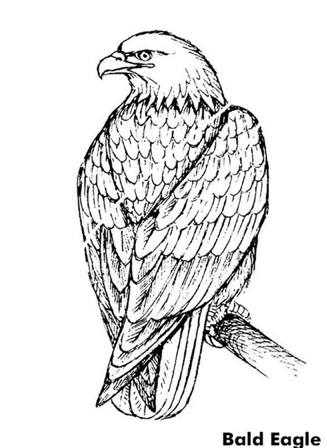 Beautiful Bald Eagle Coloring Page