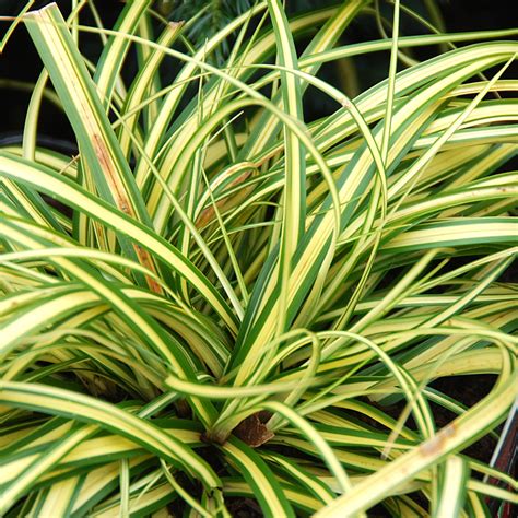 Carex Oshimensis Evergold Ornamental Grasses At Arts Nursery Ltd